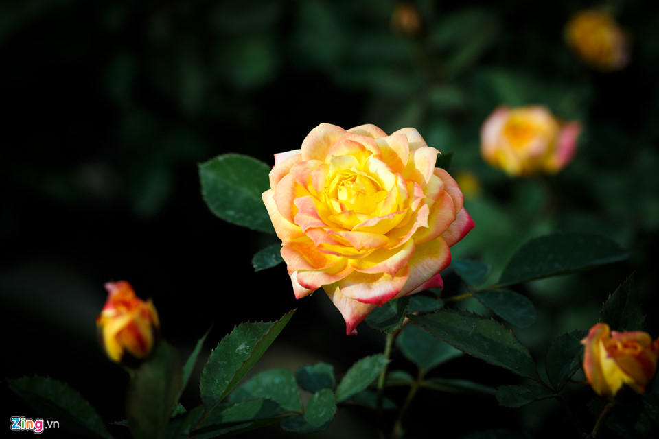 Hoa hồng Sa Đéc cháy hàng trước Tết